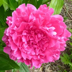 Pivoine 'Felix Supreme'